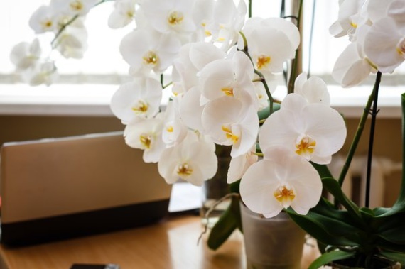 orchideen im schlafzimmer Backdate Dekor 0 Orchideen im Schlafzimmer – schädlich oder nicht?