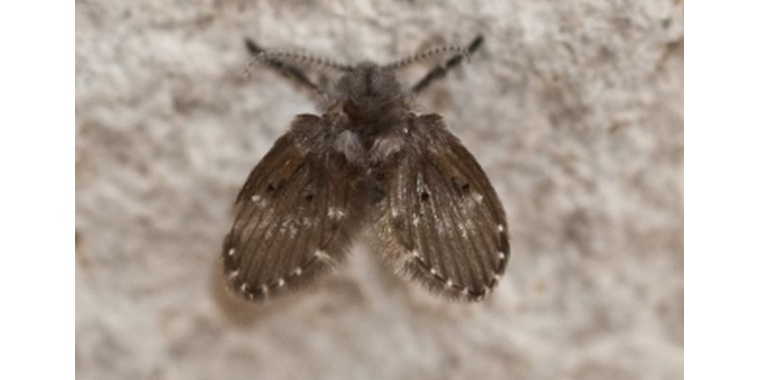 Kleine Fliegen Im Schlafzimmer