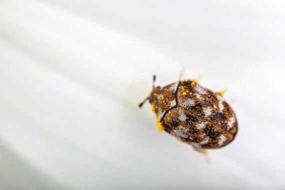 kleine braune käfer im schlafzimmer Niche Utama Home Kleine braune Käfer in der Wohnung? Diese Arten können es sein