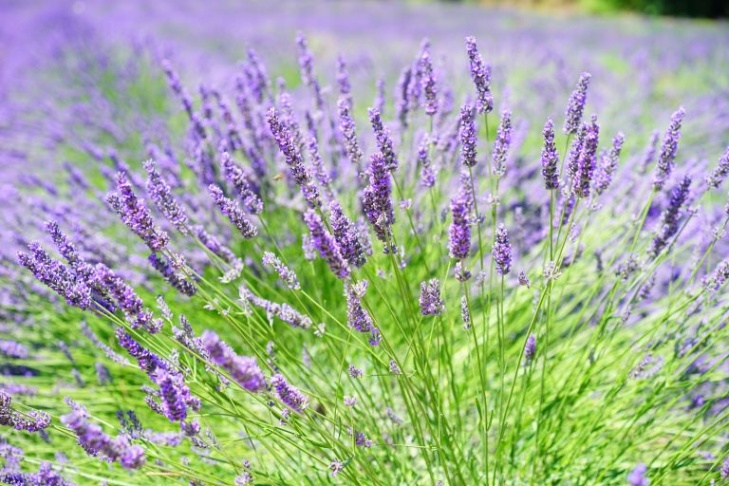 lavendel im schlafzimmer gefährlich Niche Utama Home Lavendel zum Einschlafen: Hype oder Hilfe?