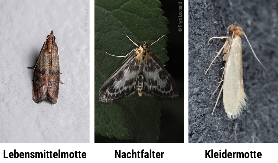 lebensmittelmotten im schlafzimmer Niche Utama Home Motten im Kleiderschrank? So werden Sie sie los - Wir sind Matratze.