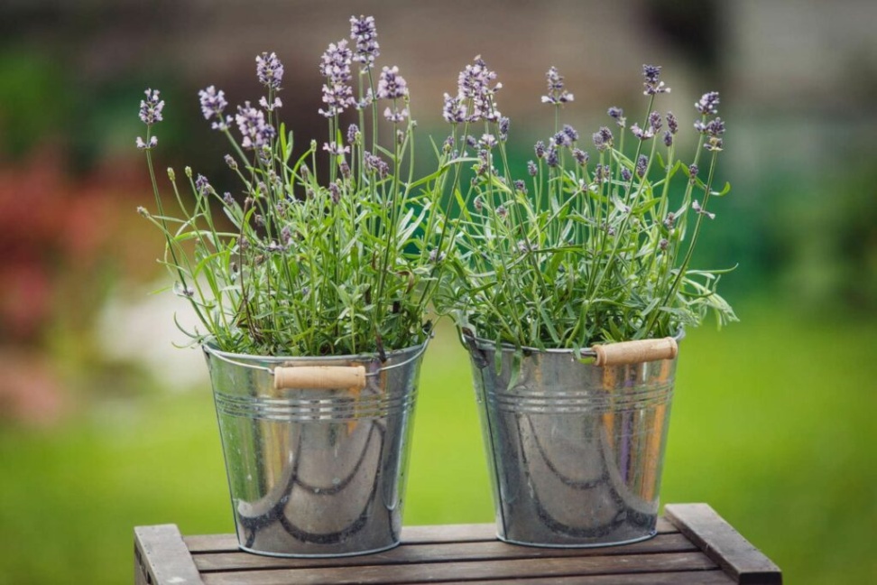 lavendel im schlafzimmer gefährlich Niche Utama Home Pflanzen im Schlafzimmer: Diese Sorten eignen sich