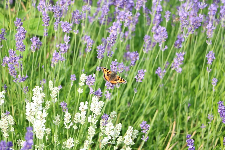 lavendel im schlafzimmer gefährlich Niche Utama Home Pflanzen im Schlafzimmer - gesund oder schädlich?  ideale