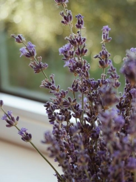 lavendel im schlafzimmer Niche Utama Home Pflanzen im Schlafzimmer:  Sorten, die passen!  Westwing