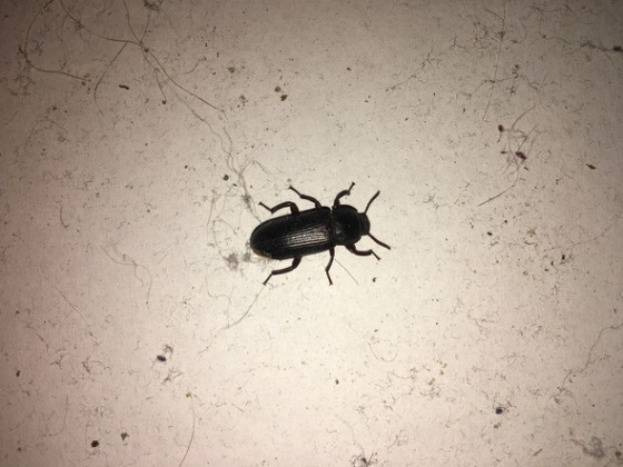 Niche Utama Home Schwarzer Käfer Im Schlafzimmer? (Insekten, Nachtaktiv)